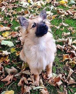 pom-puppy-standing-in-leaves
